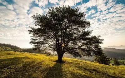 Ein Baum prägt das Bild seiner Umgebung Ein Baum prägt das Bild seiner Umgebung