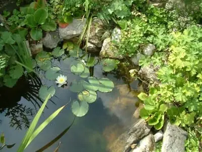 Gartenteich