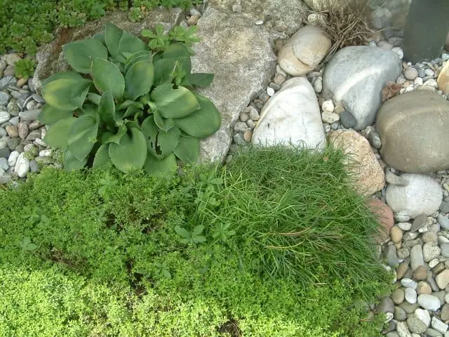Kiesel und Sedum, hübsch kombiniert Kiesel und Sedum, hübsch kombiniert